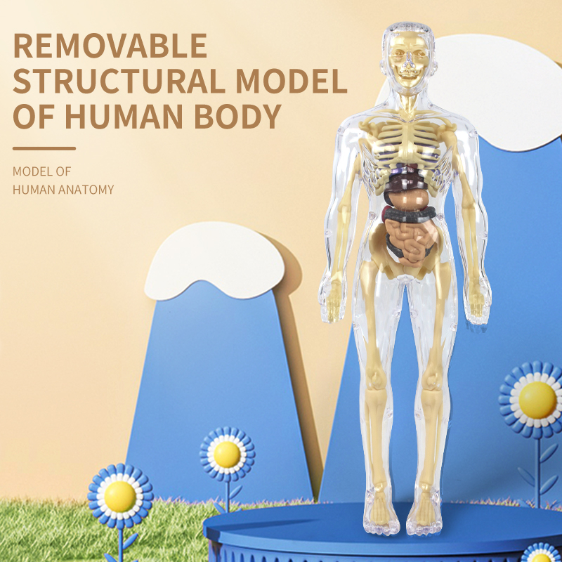 Science Diy Model - 3D Human Skeleton Organ Anatomy Science