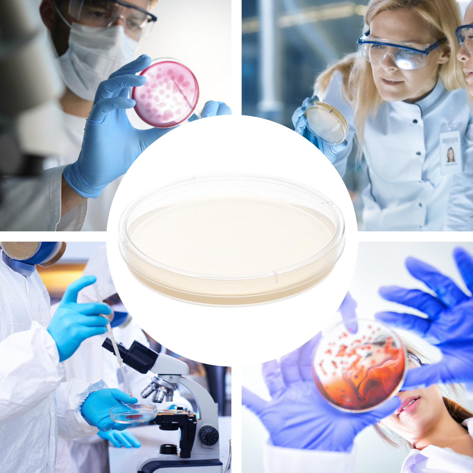 10pcs Nutrient Agar Plates Pre - огляд і ціна Science Project