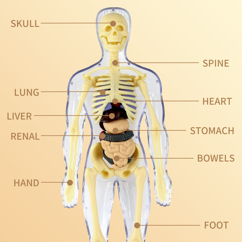 3D Human Skeleton Organ Anatom - огляд і ціна Science Diy Model