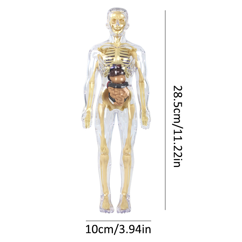 3D Human Skeleton Organ Anatom - огляд і ціна Science Diy Model
