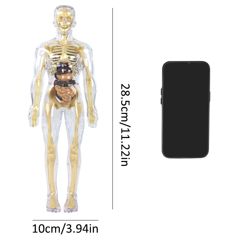 3D Human Skeleton Organ Anatom - огляд і ціна Science Diy Model